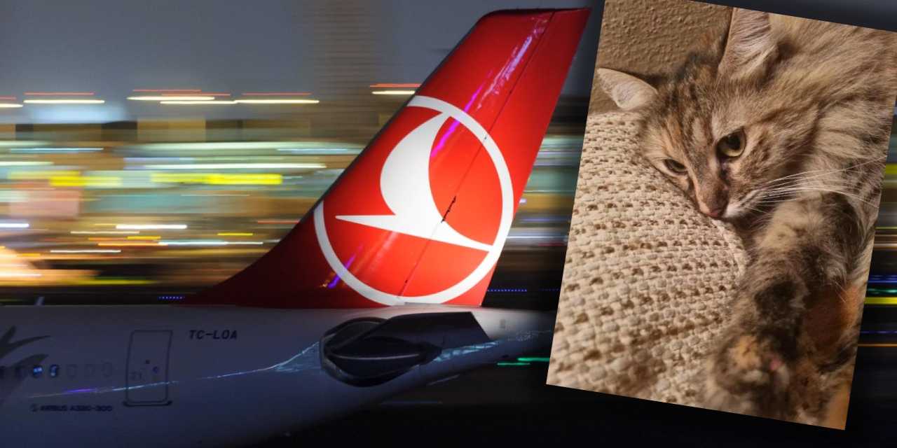 THY'nin kaybettiği kediden 100 gündür haber yok: Havacılık tarihine geçtiler