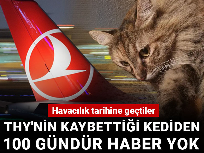 THY'nin kaybettiği kediden 100 gündür haber yok: Havacılık tarihine geçtiler