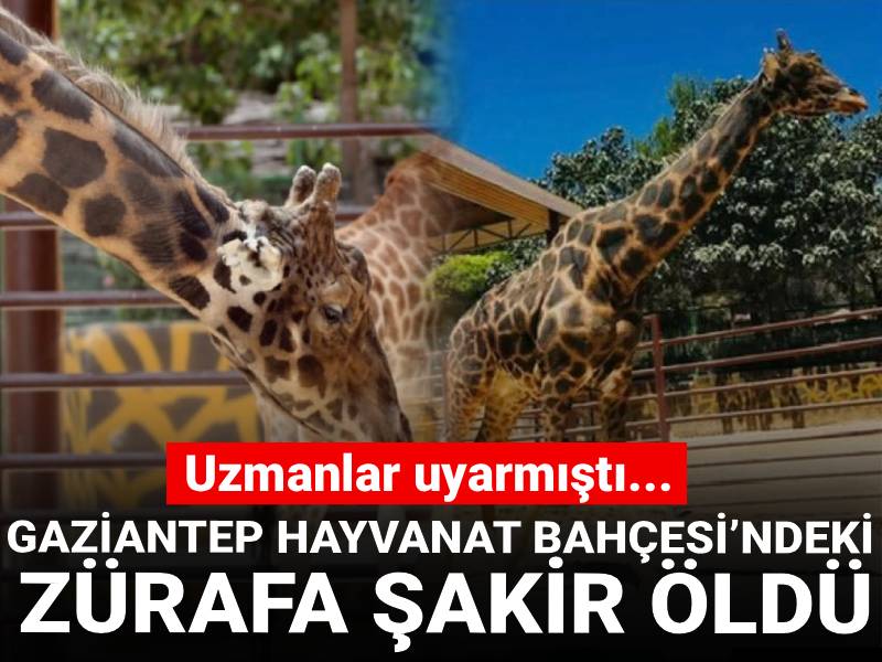 Uzman aylar önce uyarmıştı: Gaziantep Hayvanat Bahçesi’nin simgesi Zürafa Şakir öldü