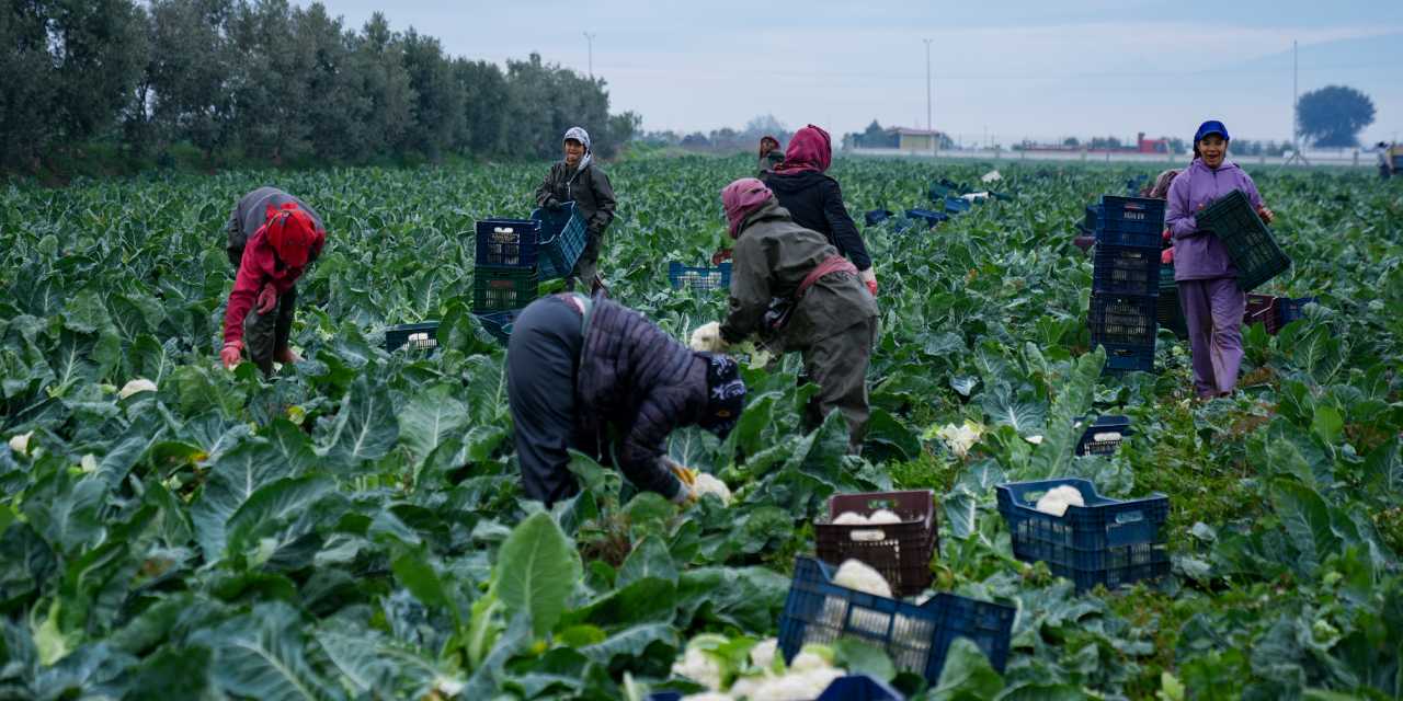 15 günlük gecikmenin ardından İzmir'de hasat başladı