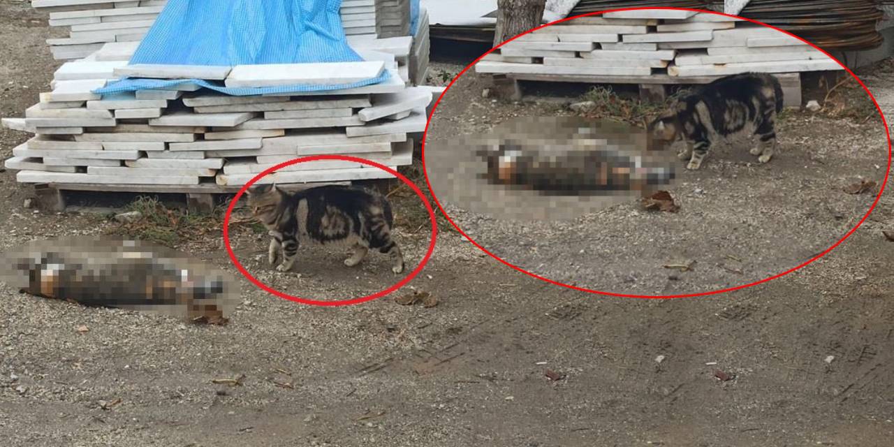 Yürekleri dağlayan anlar: Otomobilin çarptığı kedinin başında başka bir kedi bekledi