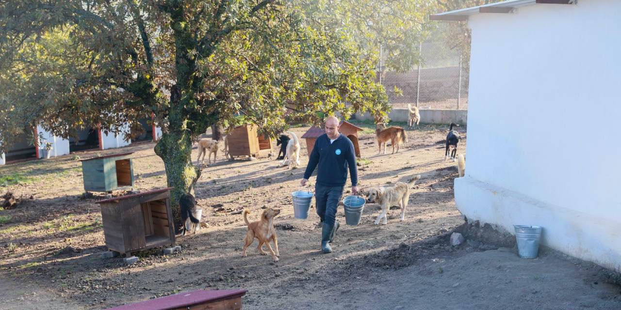 Sahiplendiği 2 köpeği sokağa bıraktı: Binlerce lira ceza kesildi