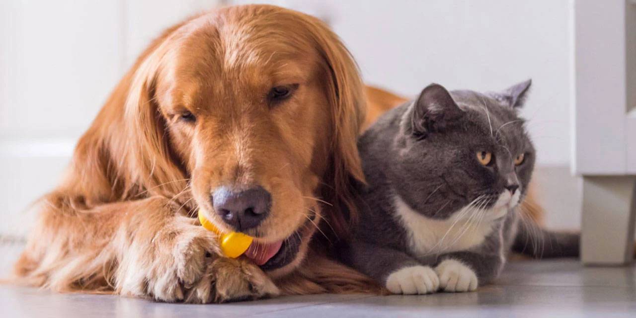 Evcil hayvan sahipleri dikkat! Son tarih 31 Aralık