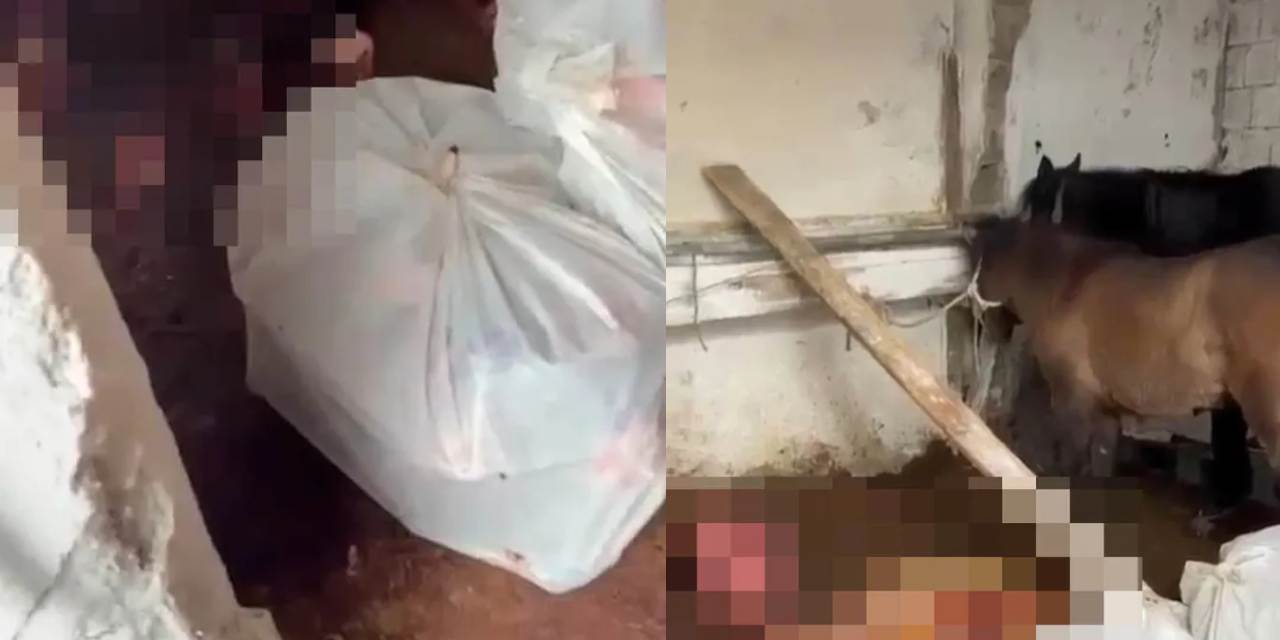 İstanbul'un göbeğinde at kasaplığı yapmışlar: Kesip kesip yedirmişler!