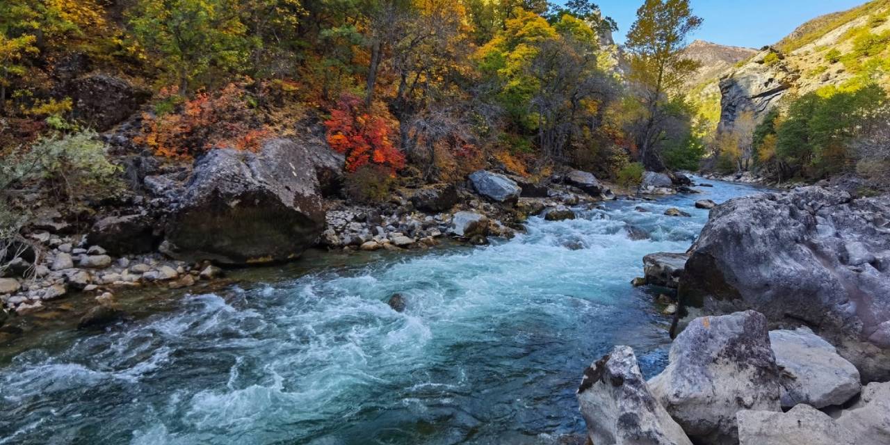 Tunceli'de 'Anadolu Parsı' sanılan hayvanın vaşak olduğu ortaya çıktı