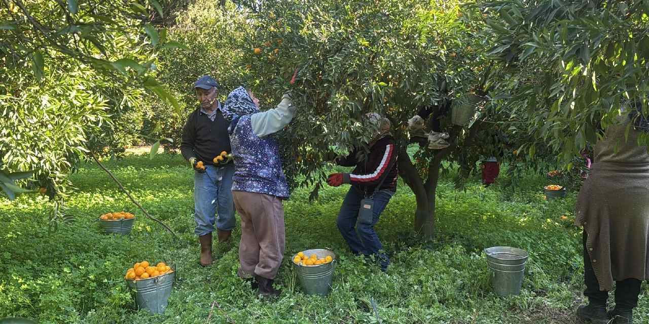 Bahçede 20 liradan manavlarda 100 liradan satılıyor