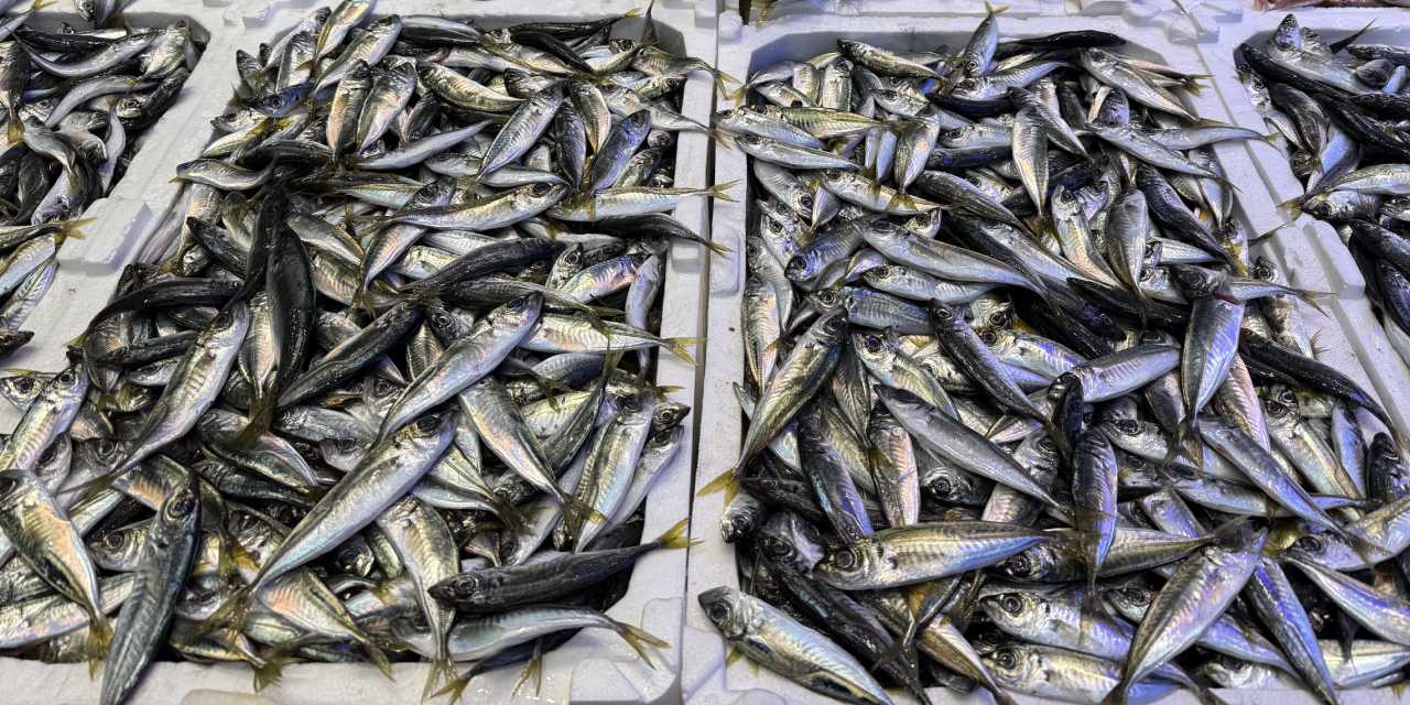 Hamsinin fiyatında dev artış: 10 gün önce 50 liraydı