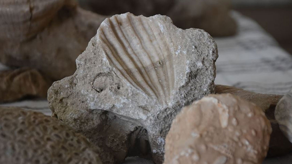 Adıyaman'da milyonlarca yıllık deniz fosilleri bulundu