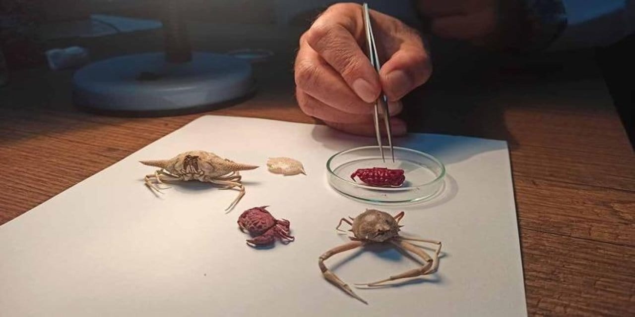 İklim krizi okyanus yengecini Hatay'a getirdi