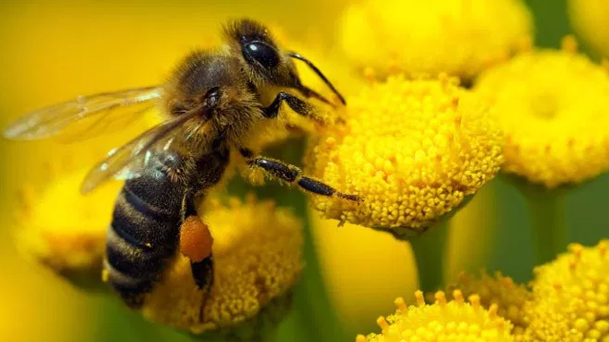 Üç ay içinde yarım milyar arı öldü