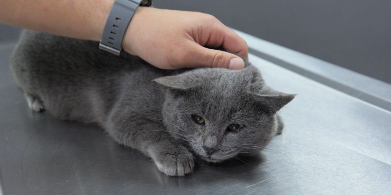 Veterinerde büyük şok: Kediden mermi çekirdeği çıktı!