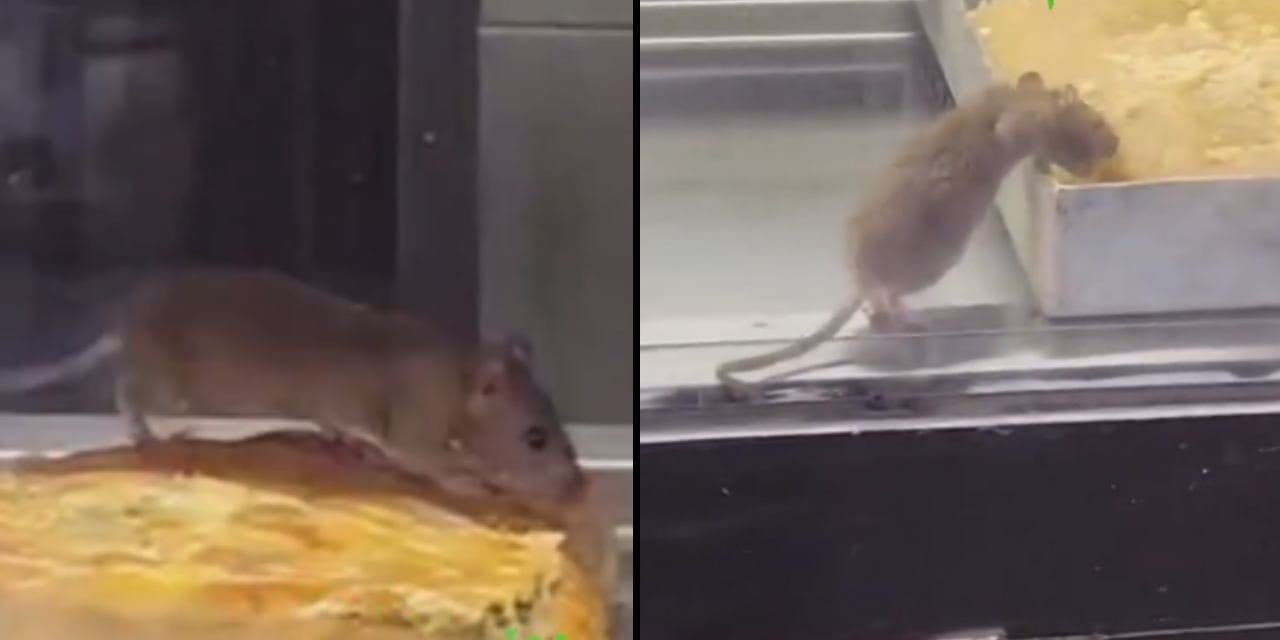 Mide bulandıran görüntüler: Börek tezgahında fare cirit attı