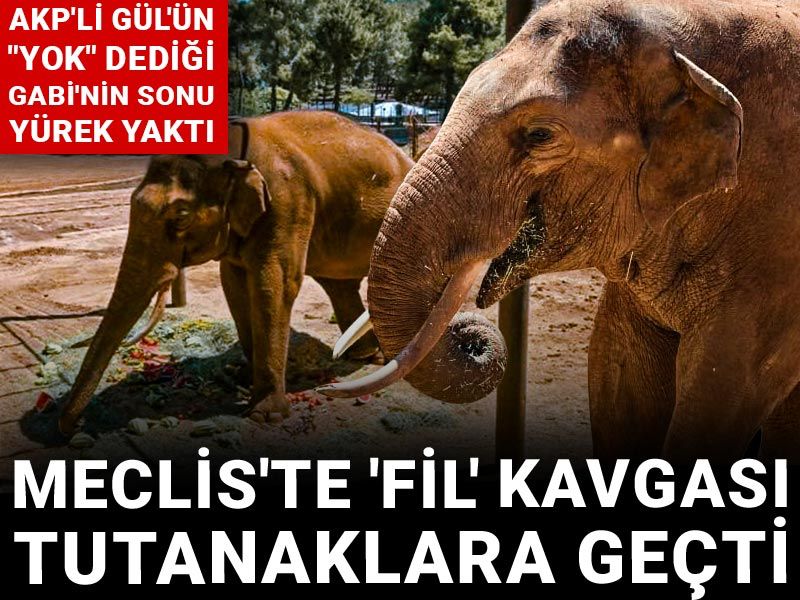 Meclis'te 'Fil' kavgası tutanaklara geçti! AKP'li Gül'ün "Yok" dediği Gabi'nin sonu yürek yaktı