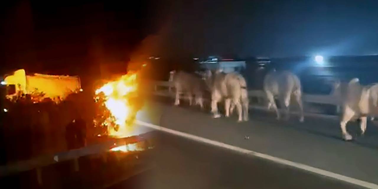 Angusları taşıyan tır bariyerlere çarparak alev aldı! Alevlerden koşarak kaçtılar
