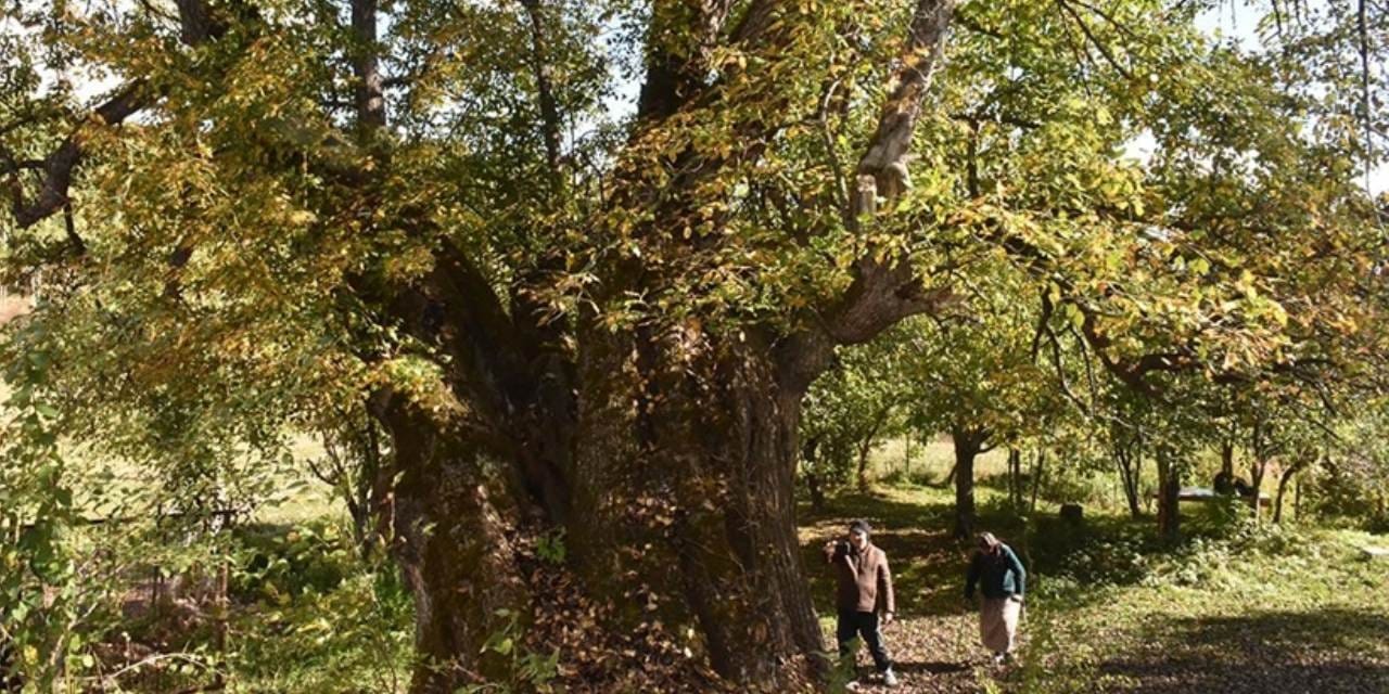 Yüzyıllara meydan okuyan 'canlı tarih' koruma altında! İşte Türkiye'nin 10 bin 503 doğal hazinesi