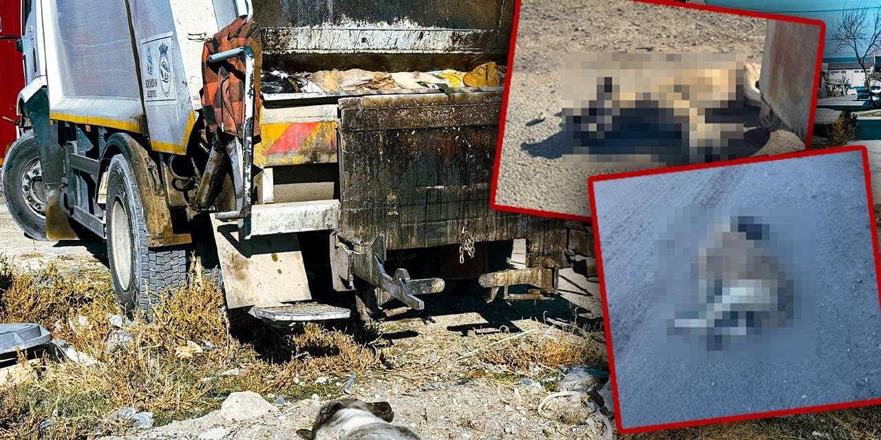 Bolvadin Belediyesi'nden köpek katliamı : Öldürülen hayvanlar çöp kamyonlarıyla toplandı