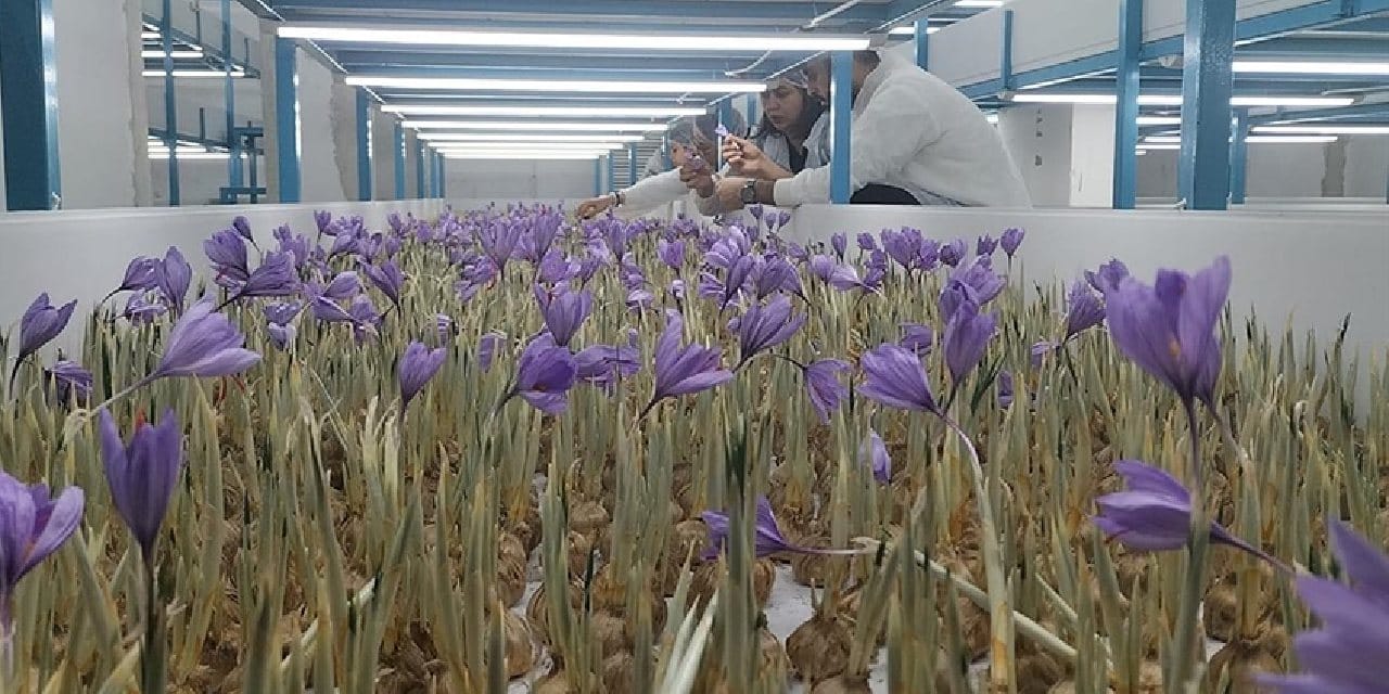 2 milyon lira maliyetle tesis kurdu: Gramı 650 TL'den 1 kilo 100 gram hasat bekliyor