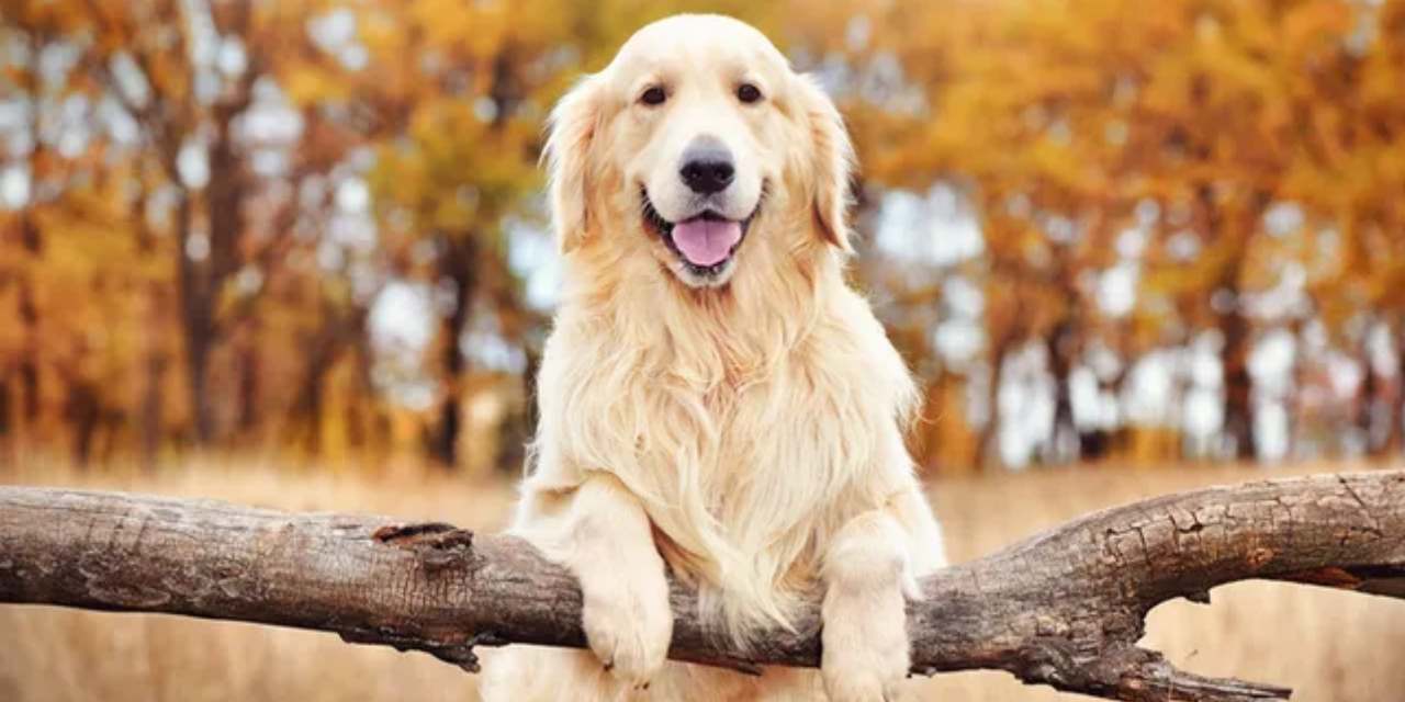 Poni'nin velayeti belli oldu