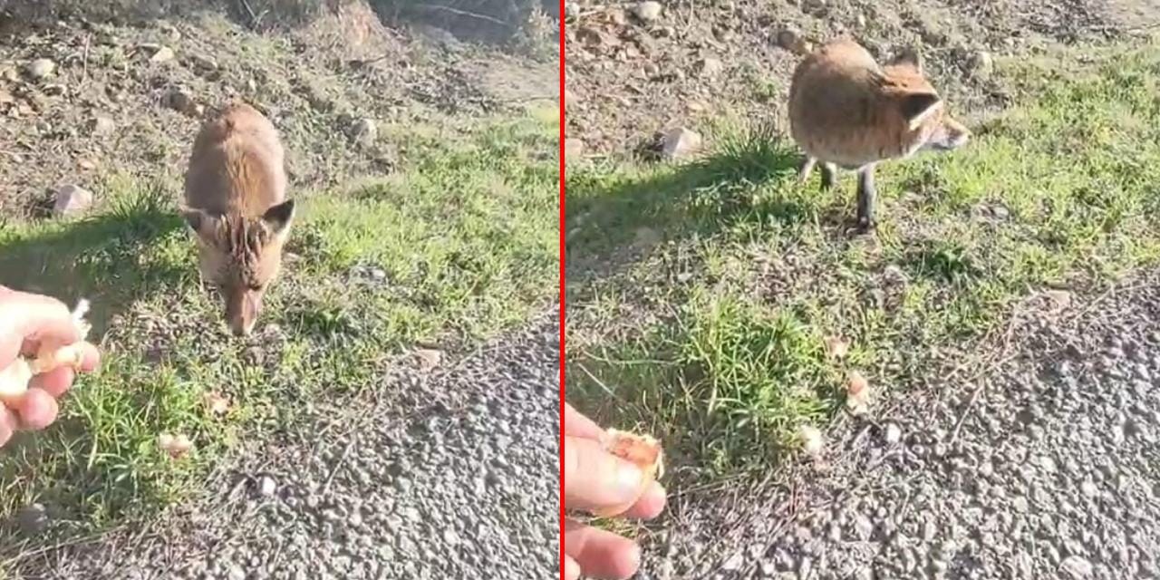 Gelibolu'da yürek ısıtan görüntüler: Tilkiyi eliyle besledi o anları kayda aldı