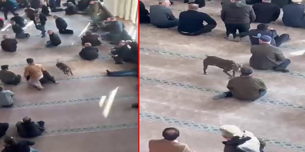 Camiye giren pitbullun sahibine adli ve idari işlem! Pitbulla el konuldu