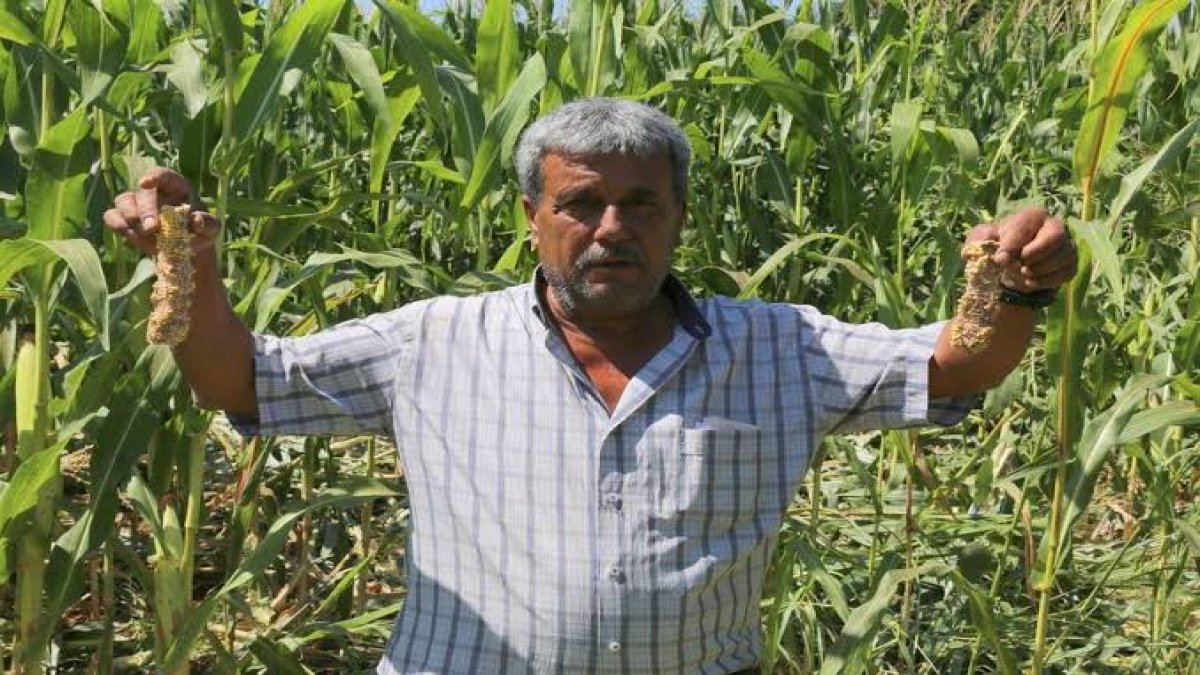 Çiftçinin "domuz" isyanı... Mahkemeye başvurdu!