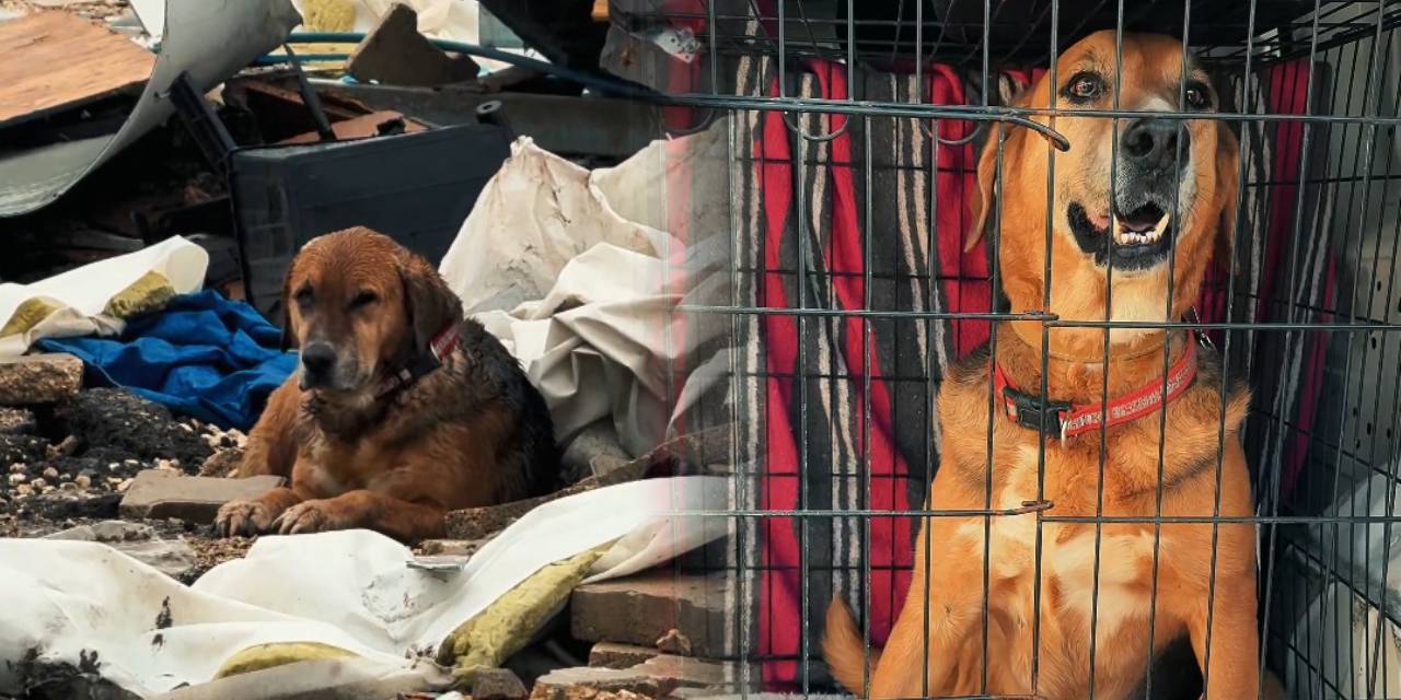 Yıkılan konteyner kentteki görüntüleri yürek yakmıştı! Konti isimli köpekten sevindiren haber