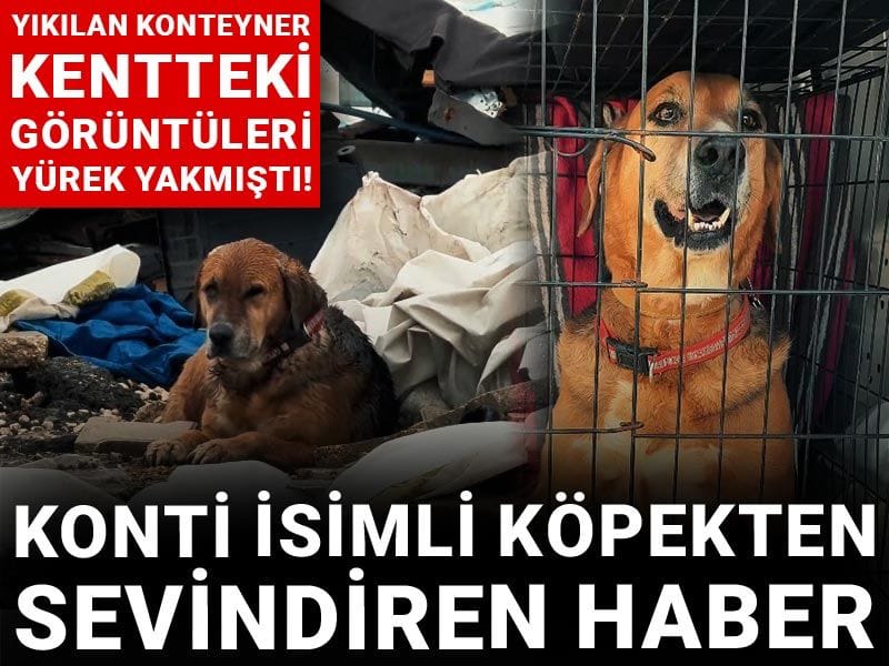 Yıkılan konteyner kentteki görüntüleri yürek yakmıştı! Konti isimli köpekten sevindiren haber