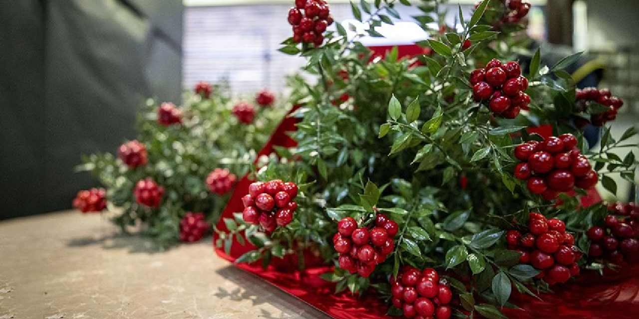 Yılbaşı çiçeği kokinanın fiyatı ne kadar?