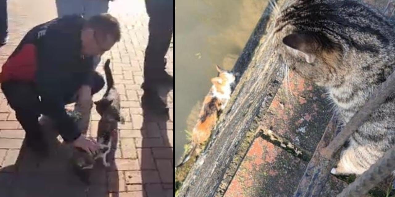 Anne kedi kurtarılan yavrusuna şamarı indirdi! Bir an olsun da başından ayrılmadı