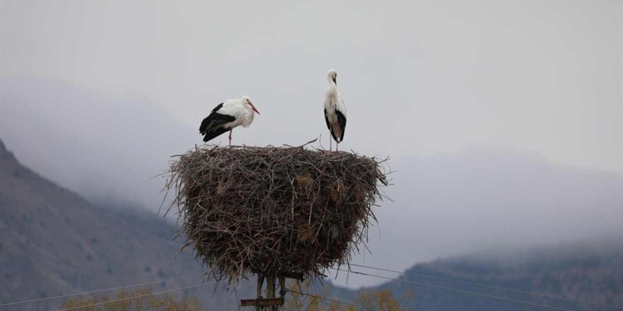 10 yıl önce gelen leylekler göç etmekten vazgeçti