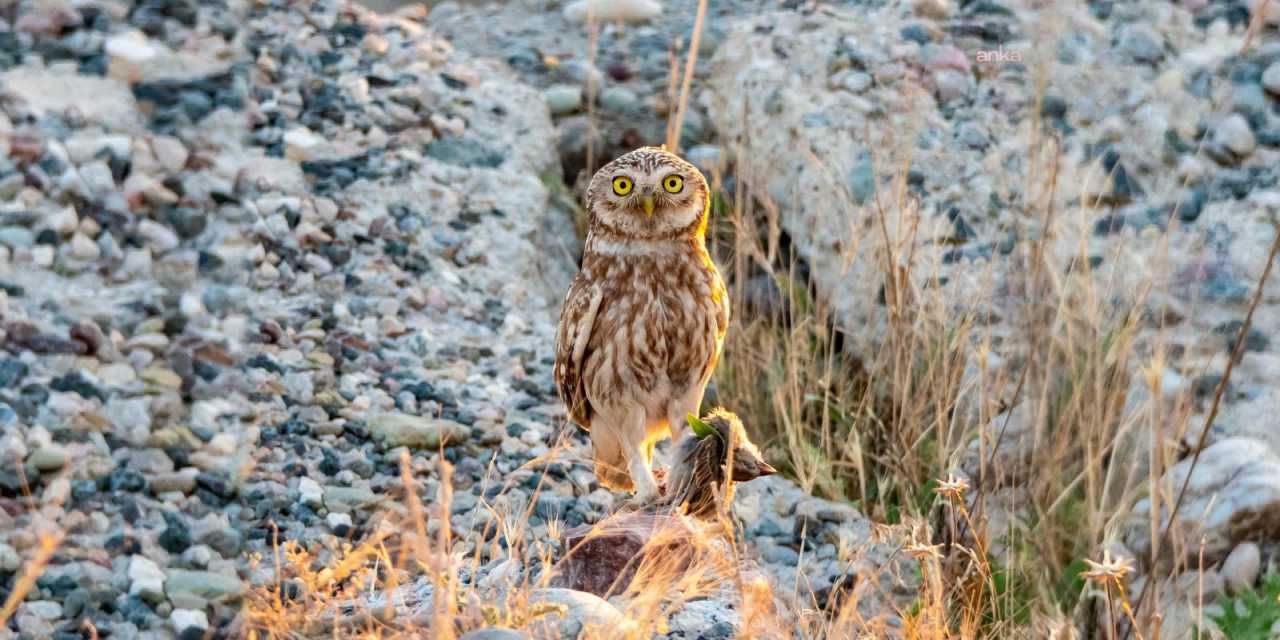 Sessiz avcı Adıyaman’da ortaya çıktı