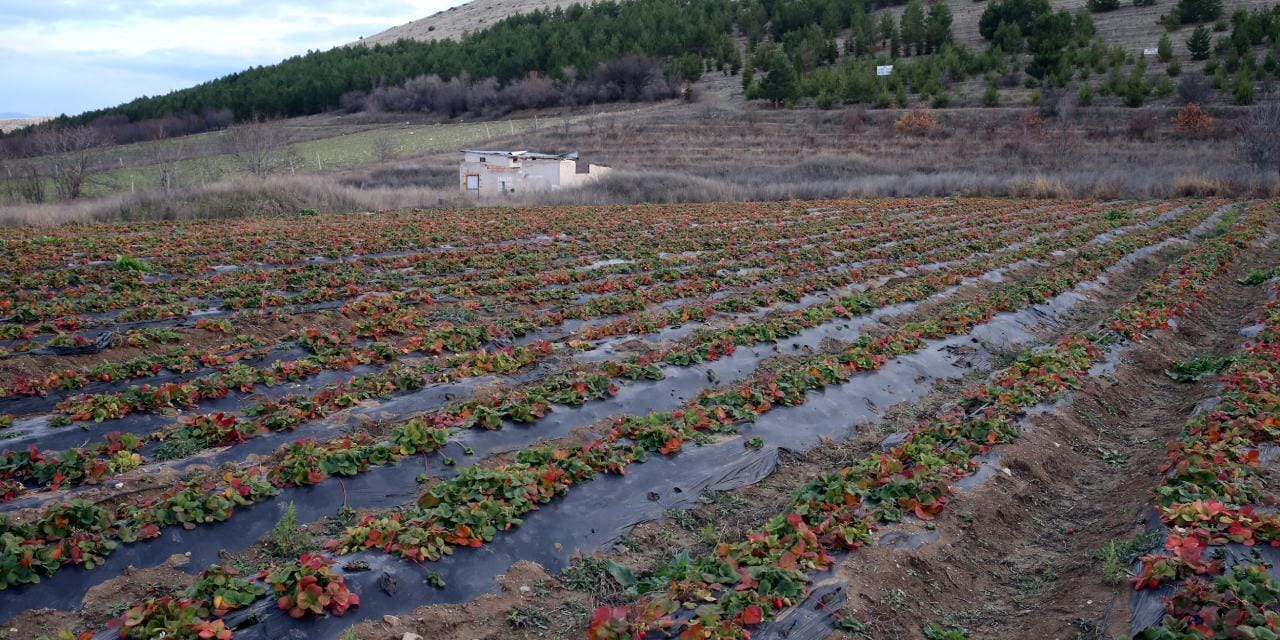 Emekli memur Tokat'ta hobi olsun diye başladı şimdi talebe yetişemiyor: 4 bir yana gönderiyor