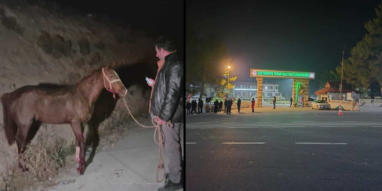 Milyonluk yarış atları kaçtı! Şehir ayağa kalktı: Atlardan 8'i öldü bazıları kayıp