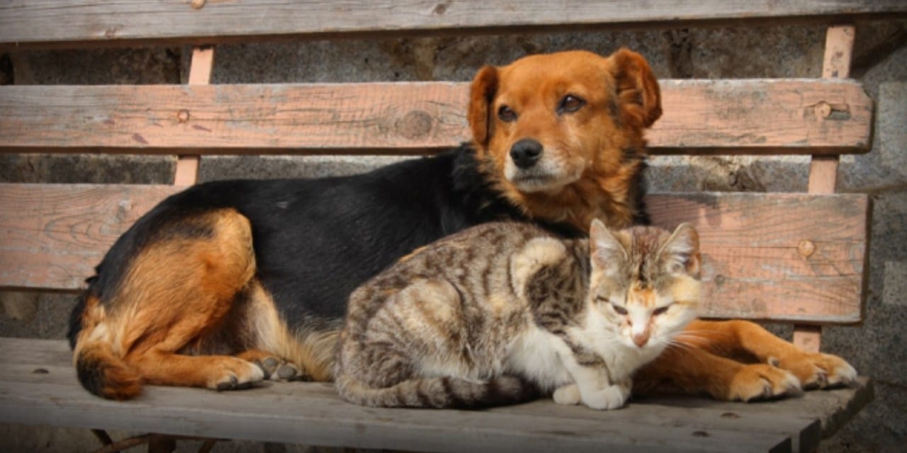 Bakanlığın 'sahipsiz hayvanlar' genelgesine yargı 'dur' dedi