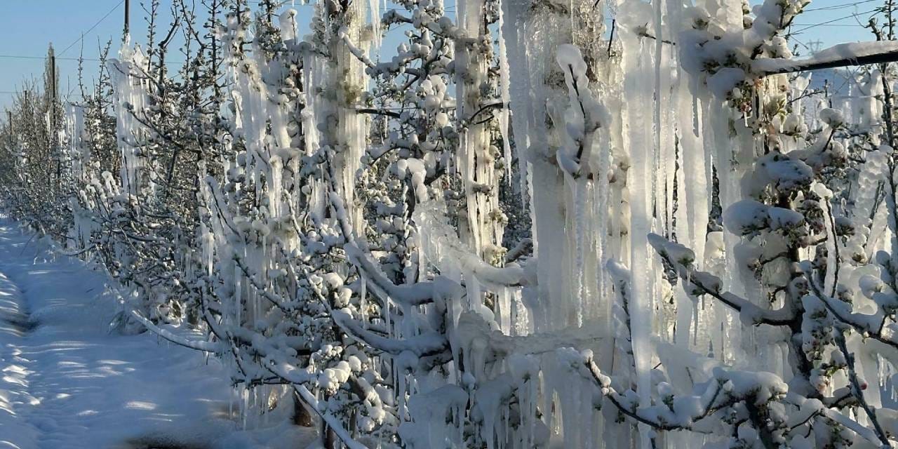 İzmir AKOM'dan zirai don uyarısı!