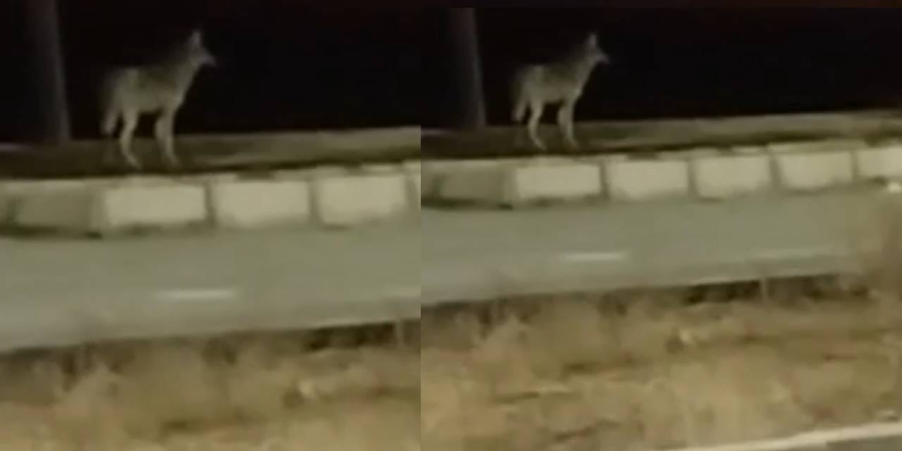 Aç kalan kurtlar şehre indi: O anlar kamerada