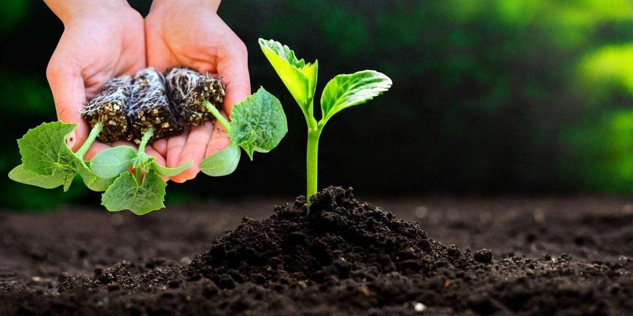 Fide yetiştiricilerine soruşturma