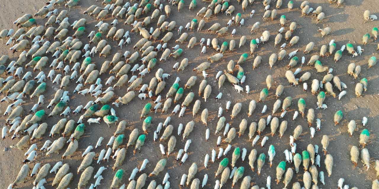 Dronla görüntülendi: Binlerce kuzu saniyeler içinde annesini buldu