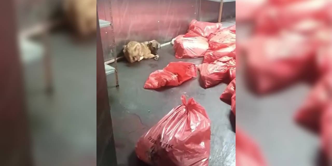 ABB'ye ait barınakta köpek katliamı iddiasına açıklama
