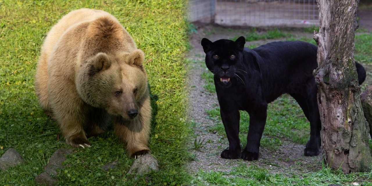 Jüliet ve Yumuk artık İzmirli oldu