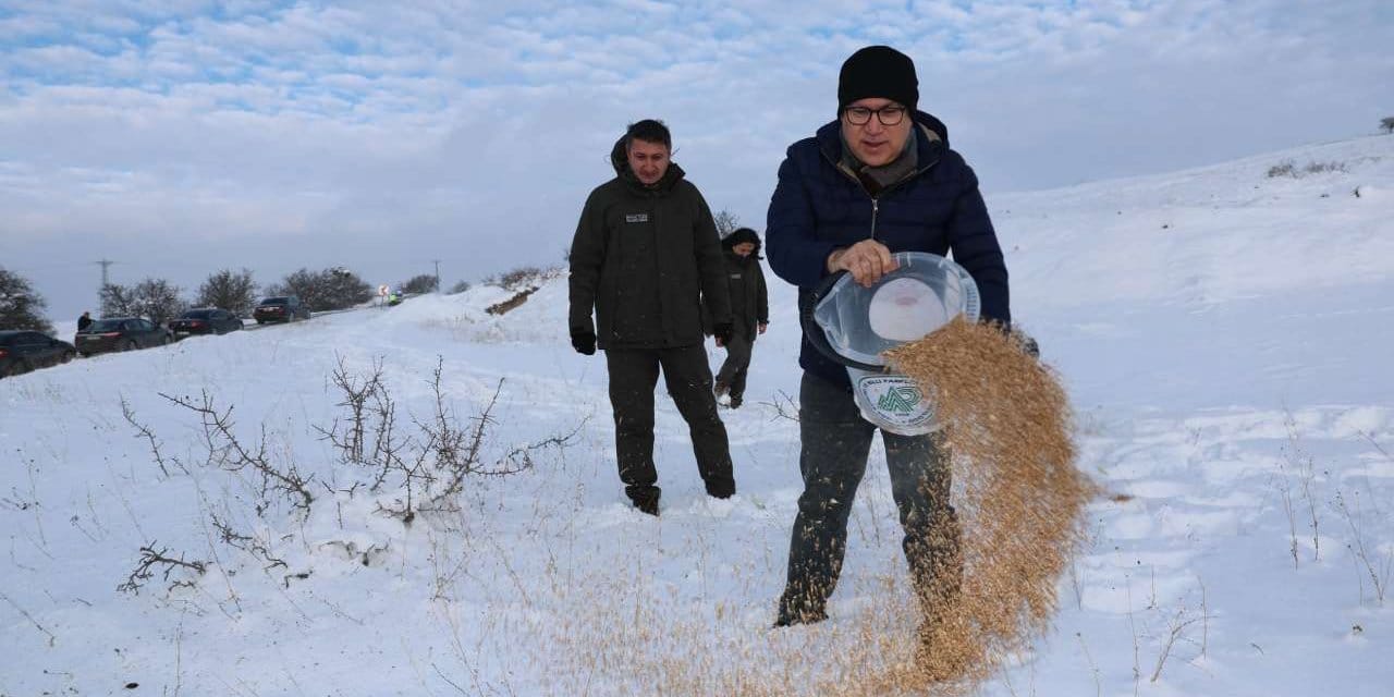 Yabani hayvanlar için dağlara yem döküldü
