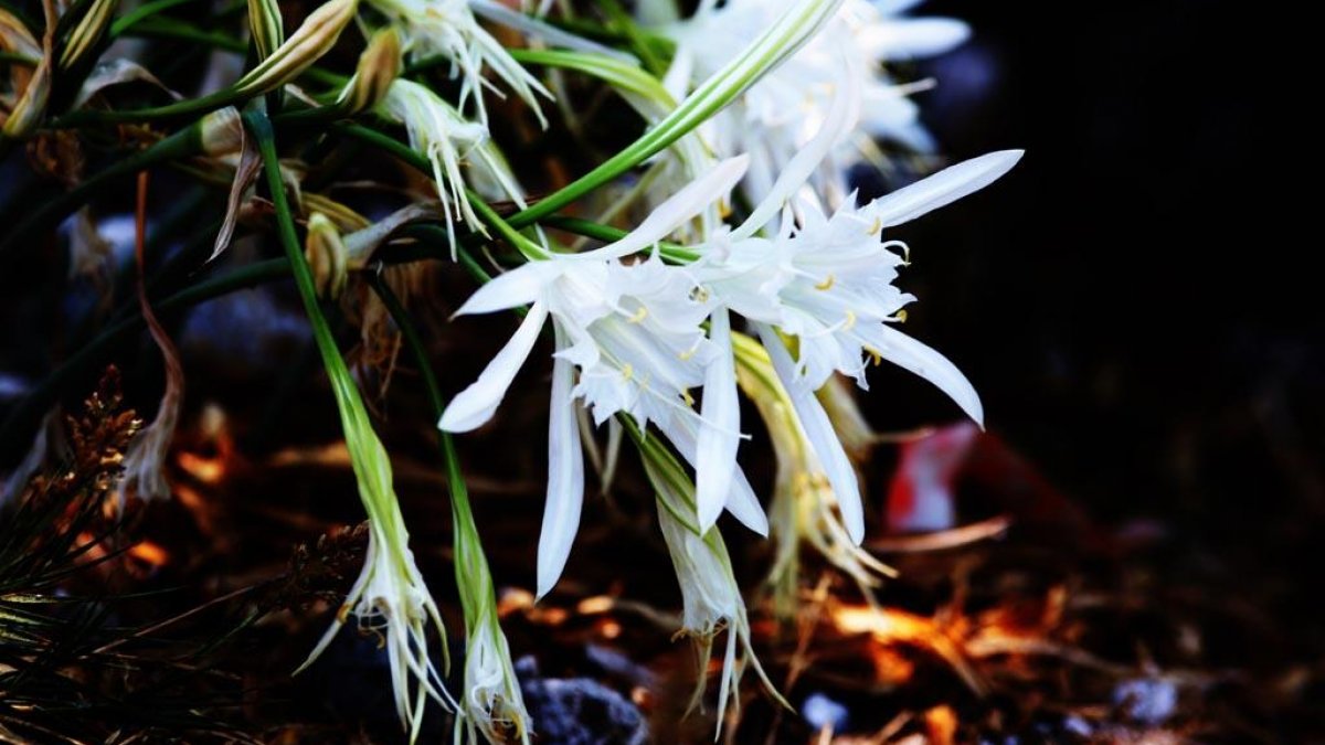 Sakın dokunmayın... Bu çiçeği koparmanın cezası 48 bin 625 lira!