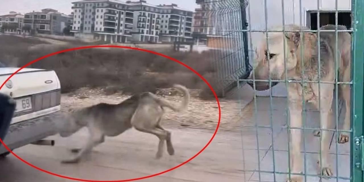 Bu nasıl vicdansızlık? Köpeği aracın arkasına bağlayarak sürükledi