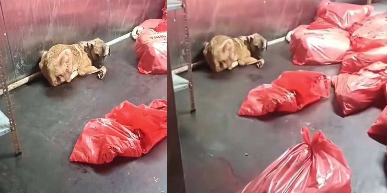 Ankara Büyükşehir'de 'çöp poşetinde ölü köpek' iddiası! Veteriner hekim ABB'ye kurulan kumpası anlattı