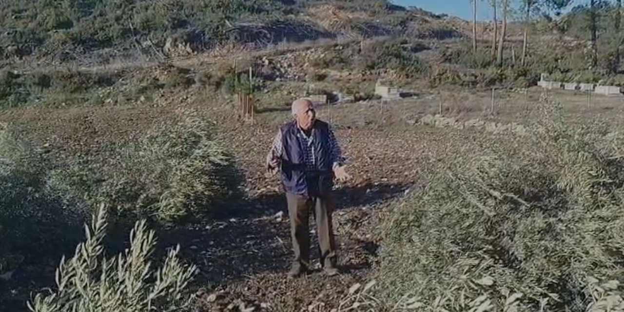 Akbelen'de zeytin kıyımı tam gaz! Elleriyle diktiği zeytinlikleri tek tek kesildi! 'Bunların sorumlusu yok mu' diye haykırdı!