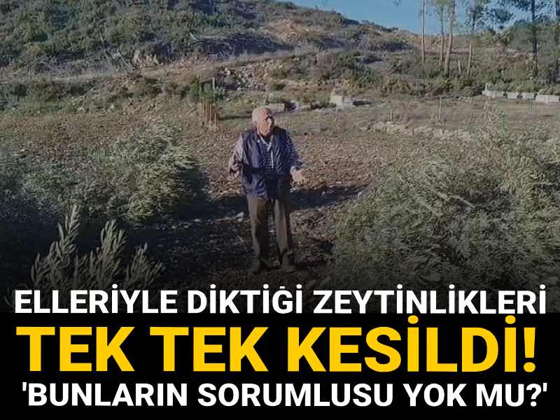 Akbelen'de zeytin kıyımı tam gaz! Elleriyle diktiği zeytinlikleri tek tek kesildi! 'Bunların sorumlusu yok mu' diye haykırdı!