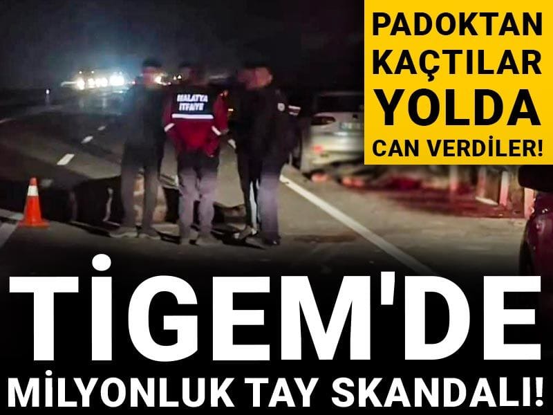 TİGEM'de milyonluk tay skandalı! Padoktan kaçtılar: Yolda can verdiler!