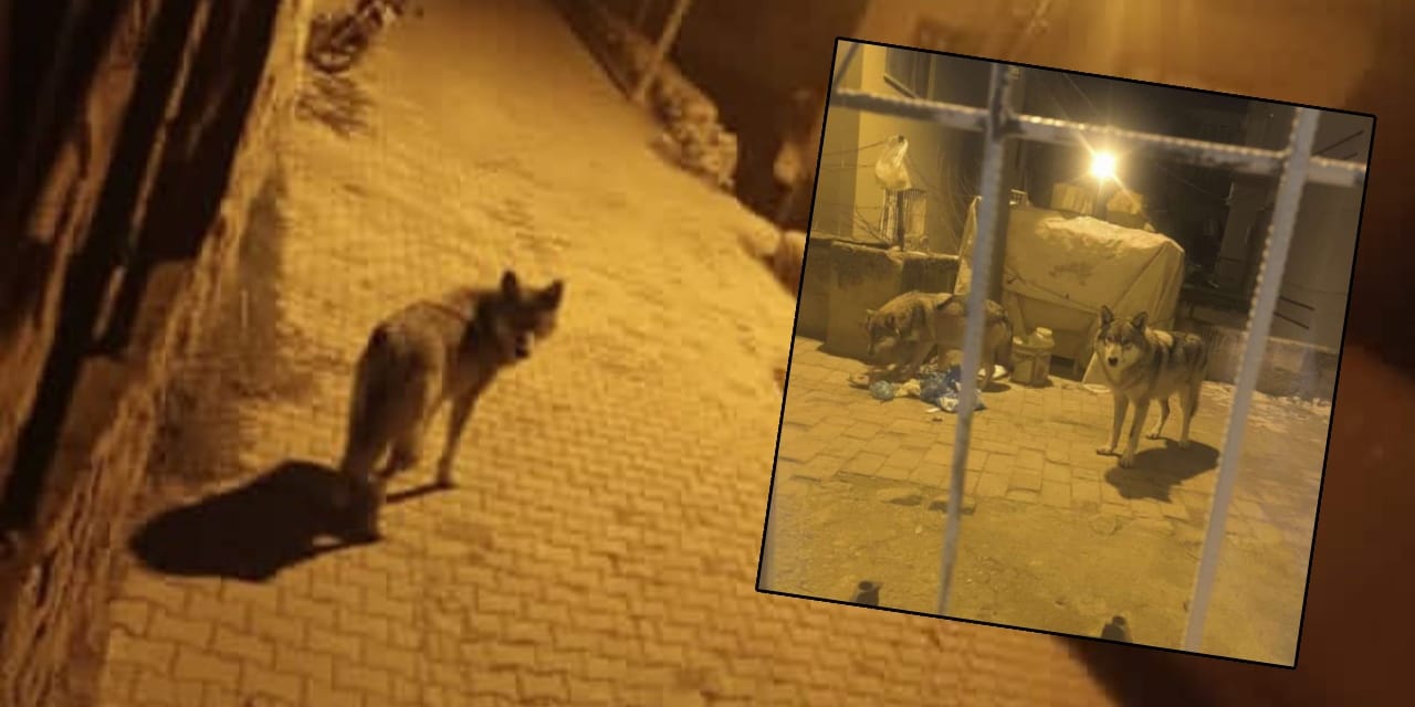 Aç kalan kurtlar şehre indi: Sokaklarda yiyecek aradılar