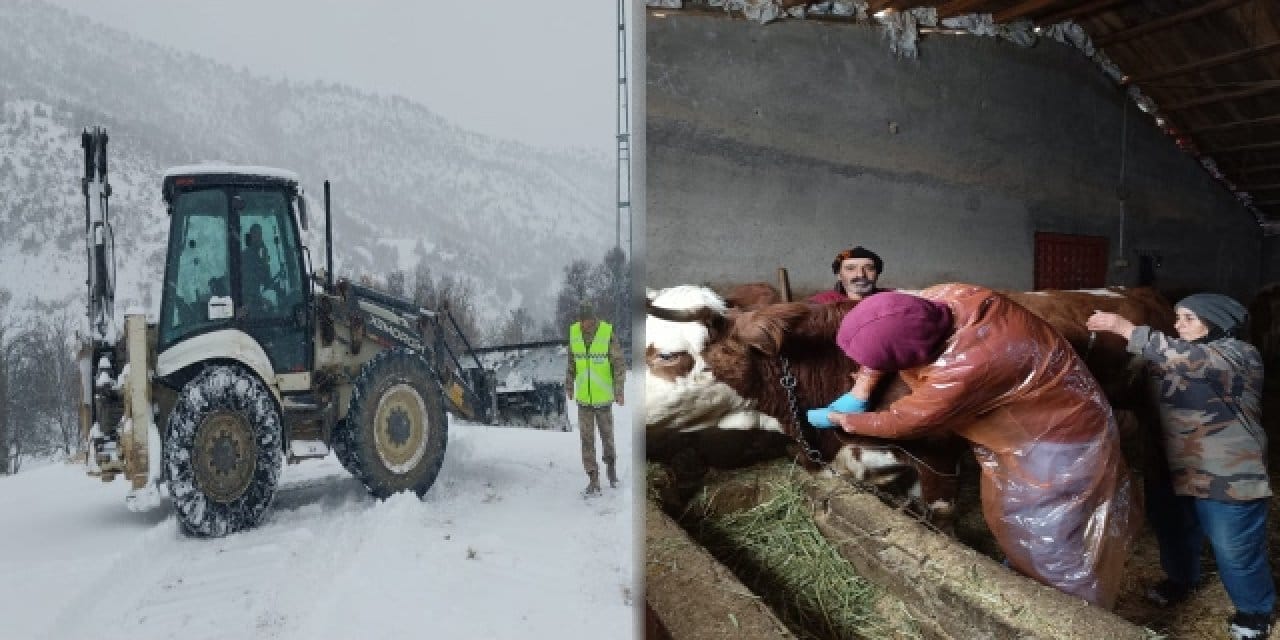 Mahsur kalan hasta inek için zorlu operasyon