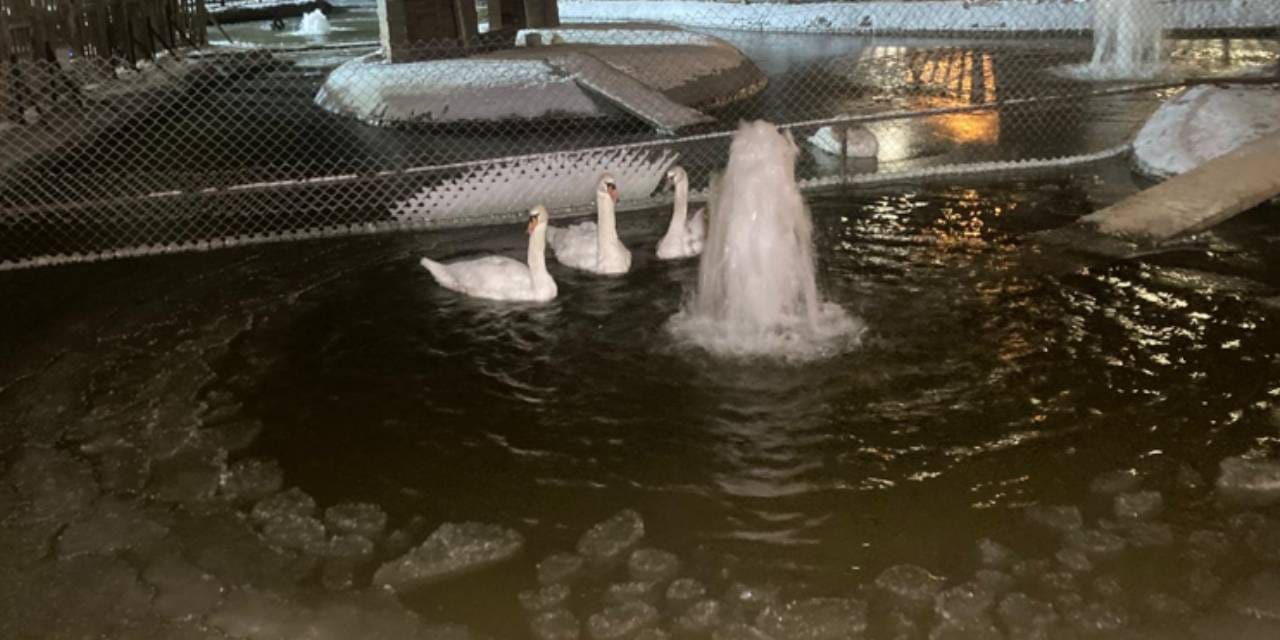 Kuğulu Park buz tuttu